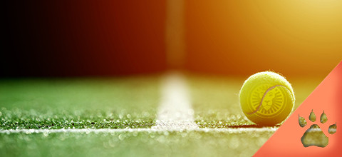 Cómo apostar en Wimbledon - Guía apuestas | LeoVegas